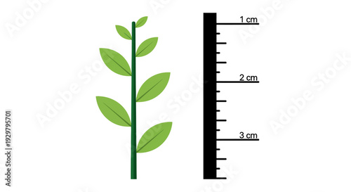 Plant growth ruler