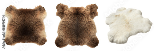Brown Bear Pelt White Sheepskin Rug Isolated on White PNG Transparent Background Real Animal Fur Hide Soft Fluffy Texture Hunting Trophy Cabin Decor Forest Motif