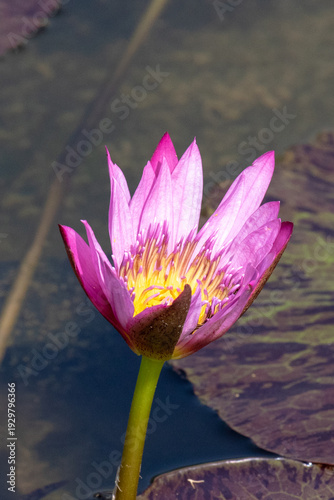 Closeup of unfolding beauty of the bud of a pink Egyptian Lotus, Nymphaea nouchali var. caerulea, in Ngong Ping Village, adjacent to the Tian Tan Buddha and Po Lin Monastery, on Lantau Island, Hong Ko