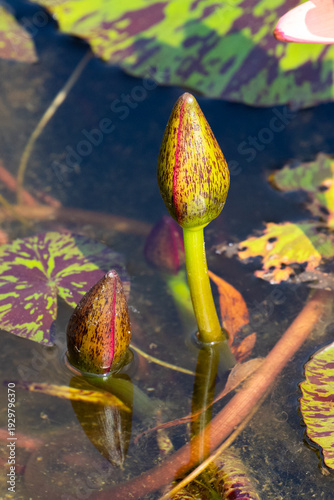 Folded beauty of the bud of an Egyptian Lotus, Nymphaea nouchali var. caerulea, in Ngong Ping Village, adjacent to the Tian Tan Buddha and Po Lin Monastery, on Lantau Island, Hong Kong