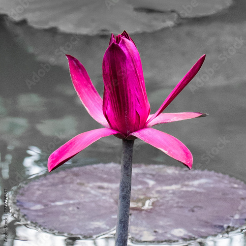 Closeup of unfolding beauty of the bud of a pink Egyptian Lotus, Nymphaea nouchali var. caerulea, in Ngong Ping Village, near Tian Tan Buddha and Po Lin Monastery, on Lantau Island, Hong Kong
