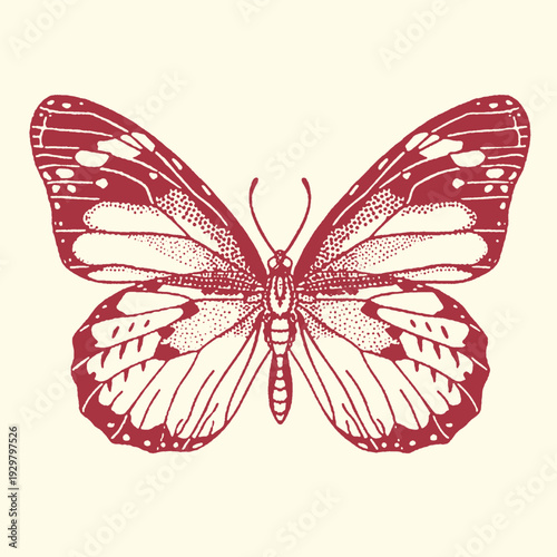 Red butterfly illustration, vintage entomology art, decorative insect, natural science graphic