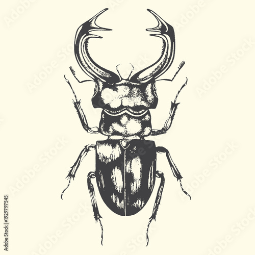 Stag beetle illustration, detailed insect anatomy, vintage entomology art, creepy crawly creature drawing