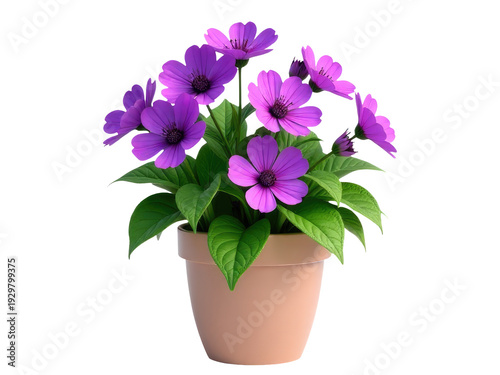 A small potted plant with vibrant purple flowers growing on a clean white background