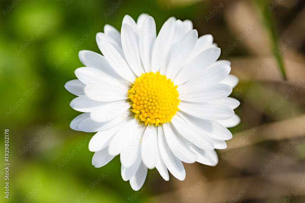 Obraz premium Macro Close-Up of a White Daisy Flower in Bloom
