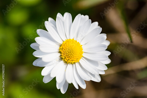 Wallpaper Mural Macro Close-Up of a White Daisy Flower in Bloom Torontodigital.ca