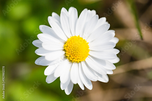 Wallpaper Mural Macro Close-Up of a White Daisy Flower in Bloom Torontodigital.ca