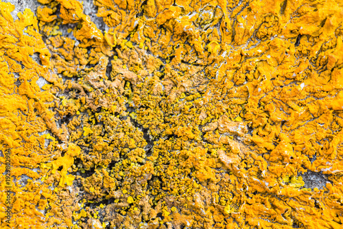 Wallpaper Mural Vibrant Yellow Xanthoria Lichen Texture on Stone Torontodigital.ca