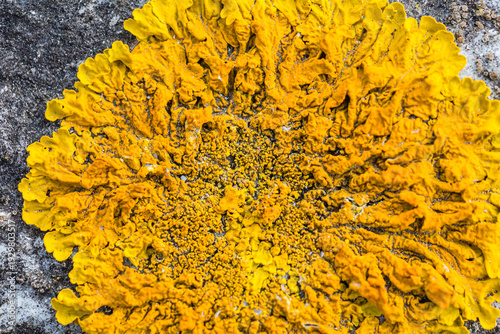 Wallpaper Mural Vibrant Yellow Xanthoria Lichen Texture on Stone Torontodigital.ca