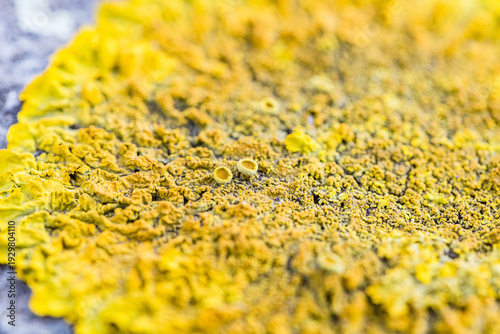 Wallpaper Mural Vibrant Yellow Xanthoria Lichen Texture on Stone Torontodigital.ca