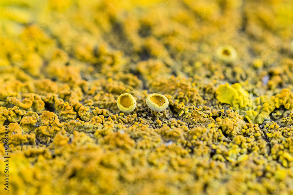 custom made wallpaper toronto digitalVibrant Yellow Xanthoria Lichen Texture on Stone