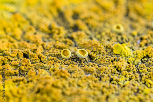 Wallpaper Mural Vibrant Yellow Xanthoria Lichen Texture on Stone Torontodigital.ca