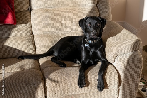 Wallpaper Mural Close up portrait of a cute black Labrador sitting on a sofa Torontodigital.ca