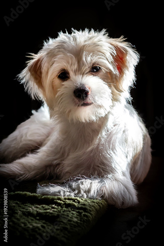 White dog portrait