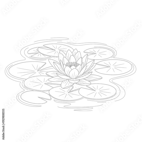 Elegant line art illustration of a beautiful water lily flower with lily pads on the water.