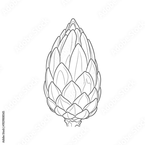 Detailed black and white illustration of a protea flower bud on white background.