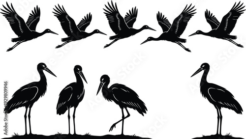 Vector set of black stork silhouettes, flying bird animal collection and standing herons isolated on white for nature wildlife swamp wetland design elements