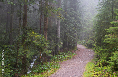 Nebelstimmung im Schwarzwald