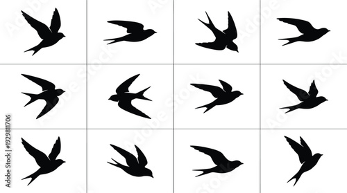Set of black swallow bird silhouettes in various flying poses isolated on white background for nature design elements wildlife vector illustration graphic set