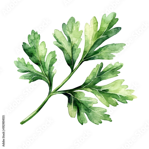 Parsley Leaf, watercolor clipart showing delicate textures and whimsical forms, isolated on a white background.