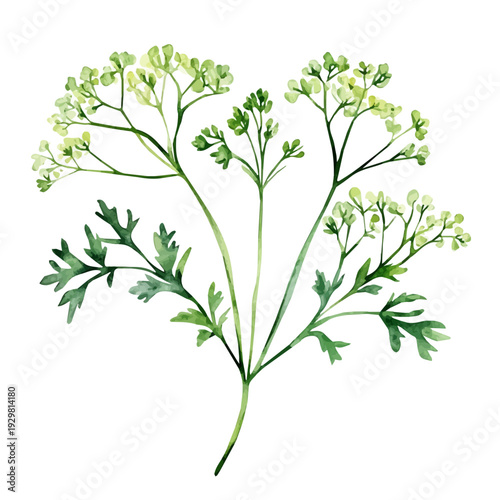 Parsley Flower, watercolor clipart showing delicate textures and whimsical forms, isolated on a white background.