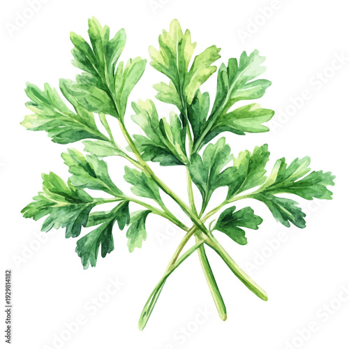 Parsley, watercolor vector depicting playful antics, isolated on a white background.