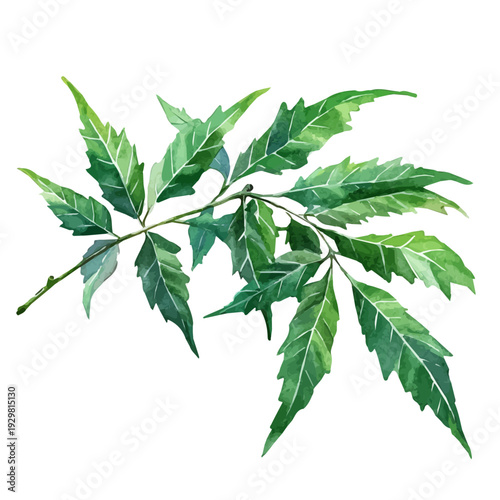 Neem, watercolor vector depicting playful antics, isolated on a white background.