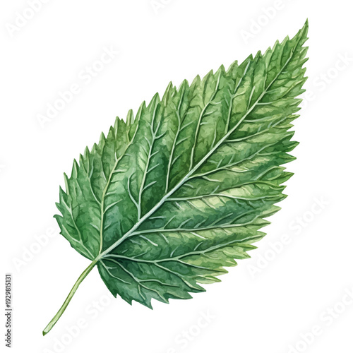 watercolor of Nettle Leaf draw graphic, isolated on a white background.