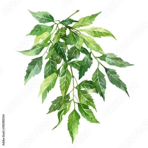 Neem, watercolor illustration featuring soft shadows and luminous, isolated on a white background.