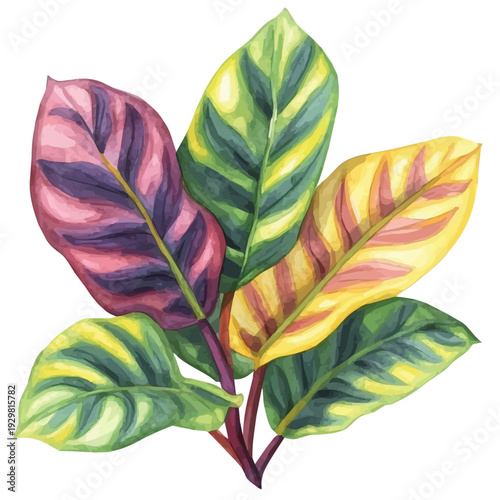 Maranta, watercolor illustration featuring soft shadows and luminous, isolated on a white background.