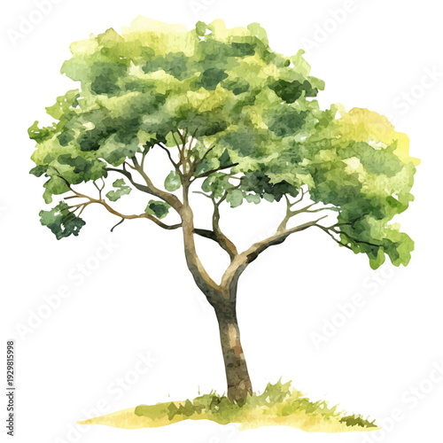 Mahogany Tree, watercolor illustration featuring soft shadows and luminous, isolated on a white background.