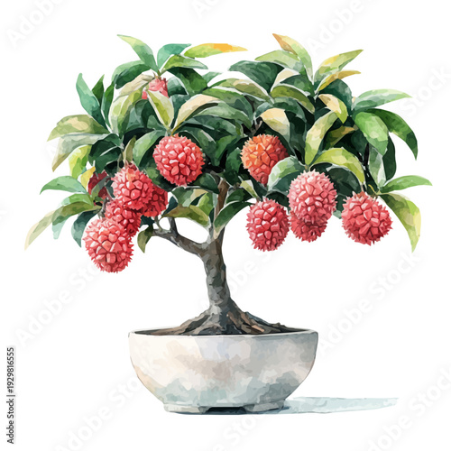 watercolor of Lychee Bonsai draw graphic, isolated on a white background.