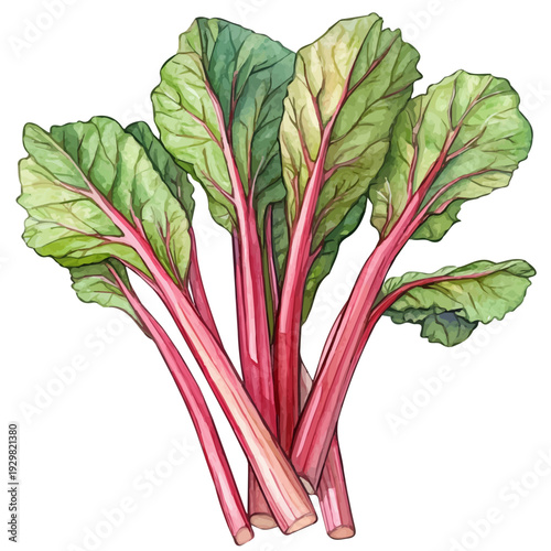 Rhubarb High Quality, watercolor illustration featuring soft shadows and luminous, isolated on a white background.