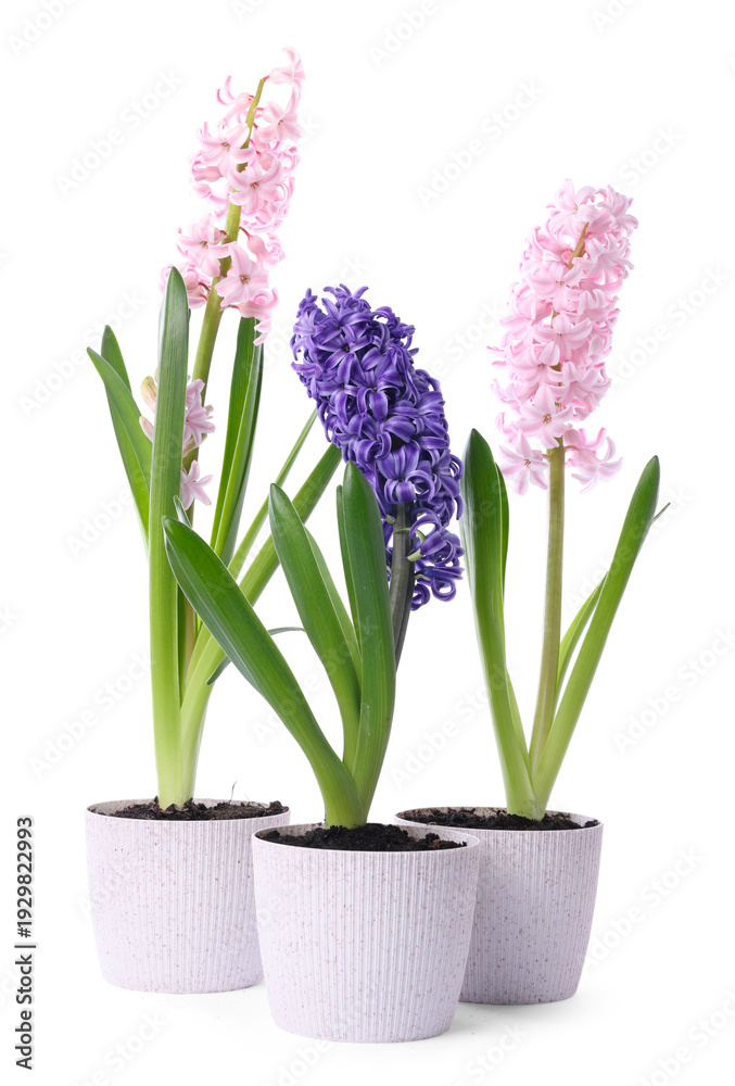 Fototapeta premium Beautiful hyacinth flowers in pots isolated on white