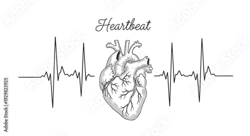Vector illustration of heart with heartbeat line