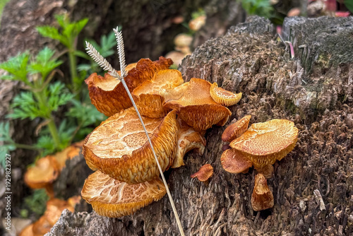 Canvas Print Macro detail of scaly orange mushrooms on a dead log