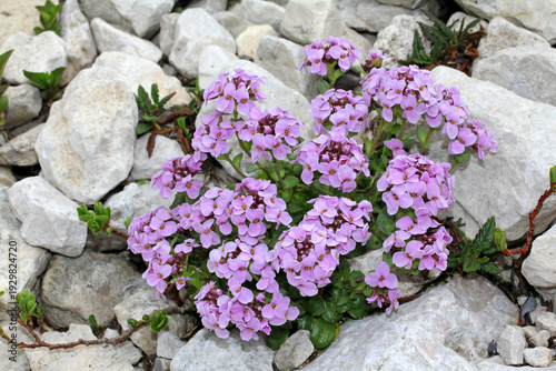 Canvastavla una macchia di colore tra le pietre bianche (Thlaspi rotundifolium)