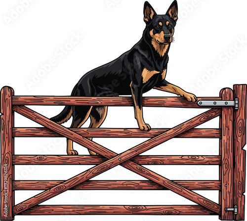 Working Kelpie dog standing on farm gate watchful vector