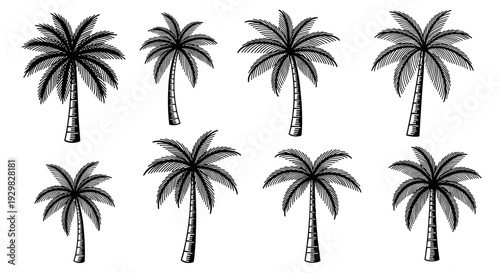 Collection of Palm Trees in Black and White Sketch Style.