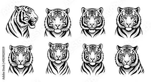Collection of Majestic Tiger Head Illustrations in Black and White.