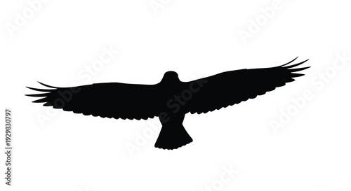 A striking black silhouette of a bird in flight wings fully extended capturing a dynamic aerial moment silhouette