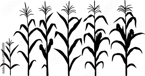 Corn plant growth stages illustration with leaves and cob on transparent background silhouette
