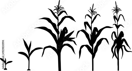Corn plant growth stages illustration with leaves and cob on transparent background silhouette
