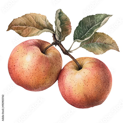 Apple Picking Fall Orchard, watercolor drawing vector, isolated on a white background.