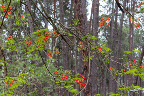 The beauty of the Delonix regia tree.	