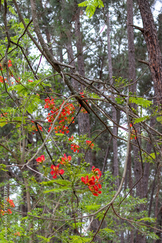 The beauty of the Delonix regia tree.	
