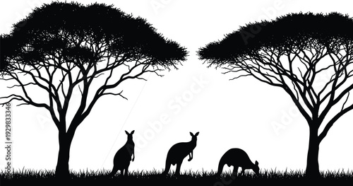 Australian outback savanna landscape with kangaroo silhouettes at sunset, wild animals grazing between large acacia trees on grass, nature vector background for travel branding.