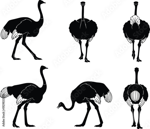 Black ostrich silhouette vector illustration set, large flightless bird icons in various poses, African safari wildlife graphics for zoo branding and nature education design elements.
