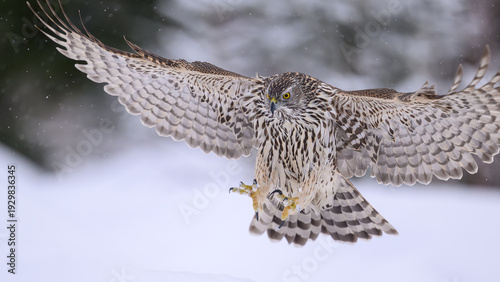 Northern goshawk (Astur gentilis) in winter