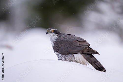 Northern goshawk (Astur gentilis) in winter